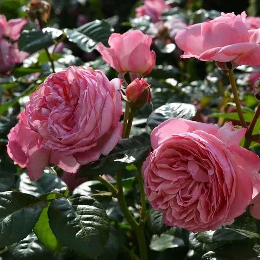 Роза Кельнер Флора (Kolner Flora) – характеристика и описание сорта, отзывы садоводов